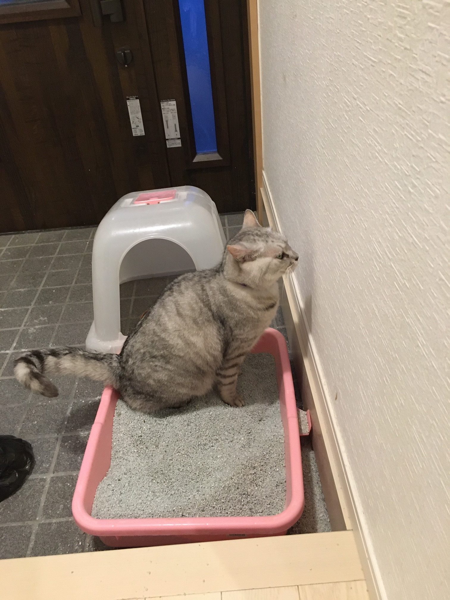 自宅での猫のトイレ