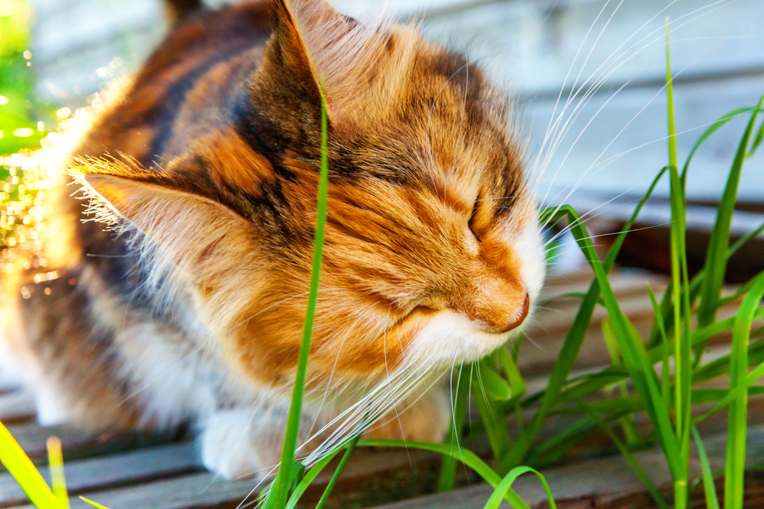 ネコは肉食なのにナゼ猫草を食べるのか？【栽培方法も解説します】
