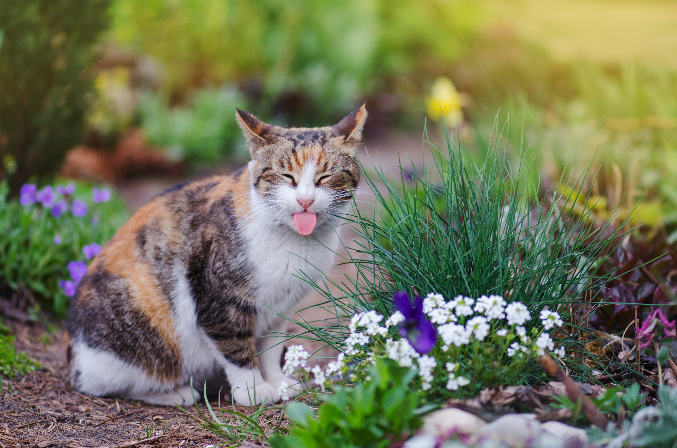 ネコは肉食なのにナゼ猫草を食べるのか？
