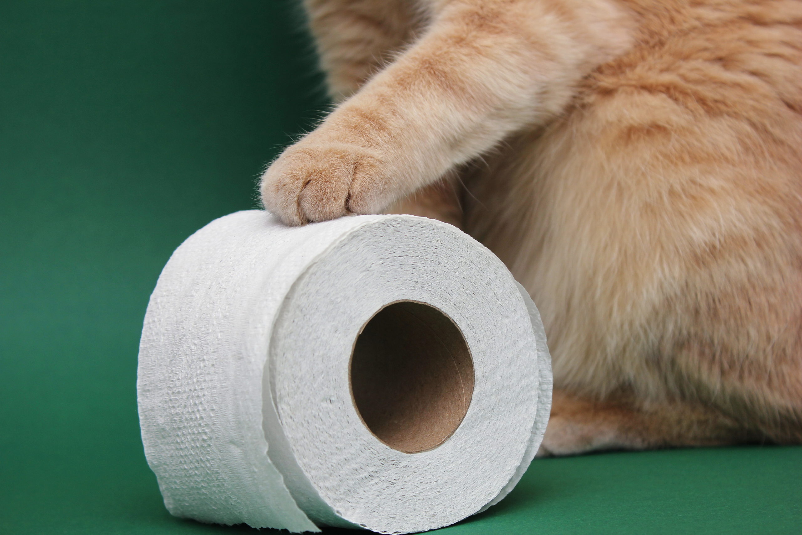 ネコがトイレのフチに足を掛けて排泄するのはナゼ？【原因は３つ】