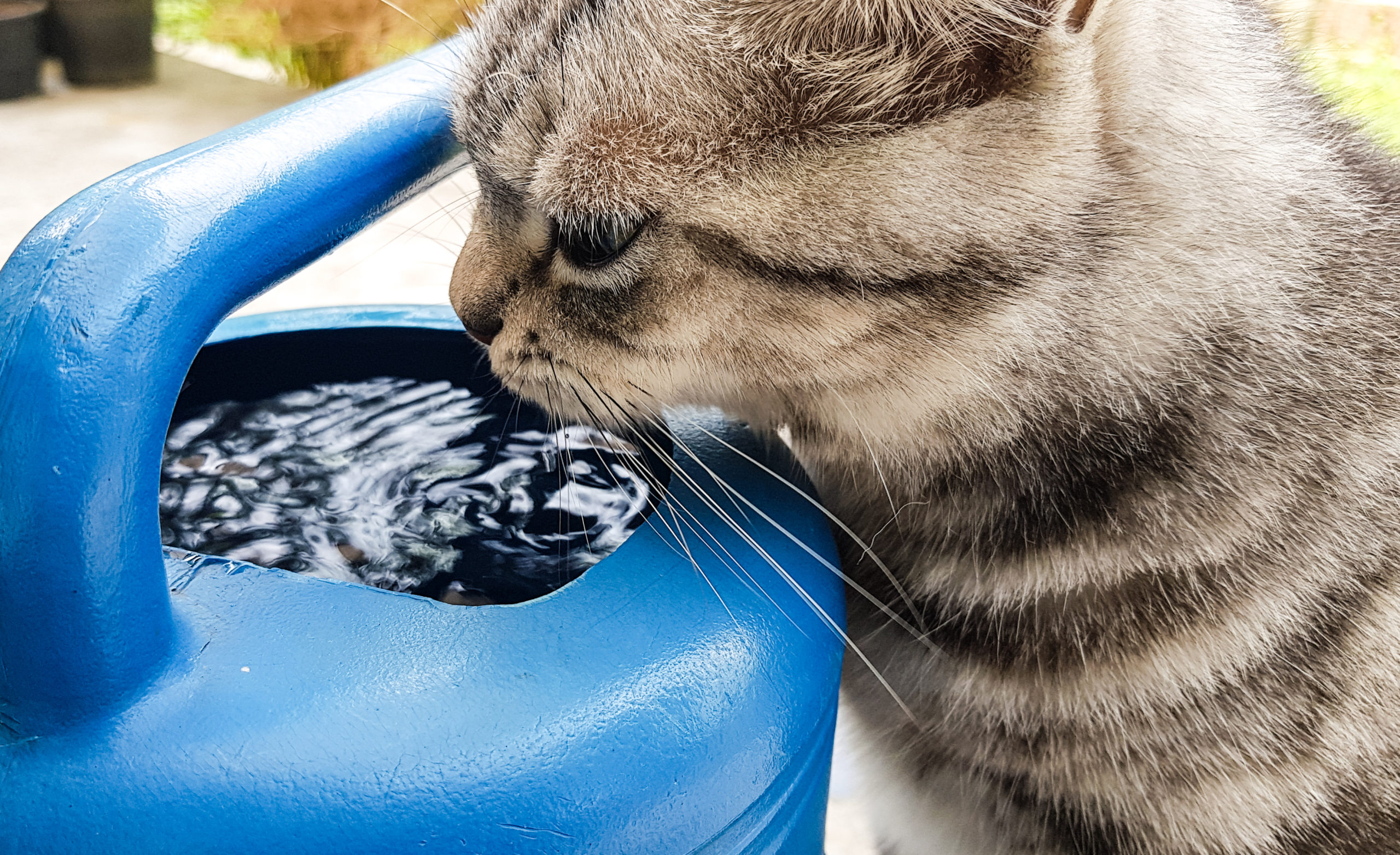 ネコはナゼ用意した水を飲まないのか？