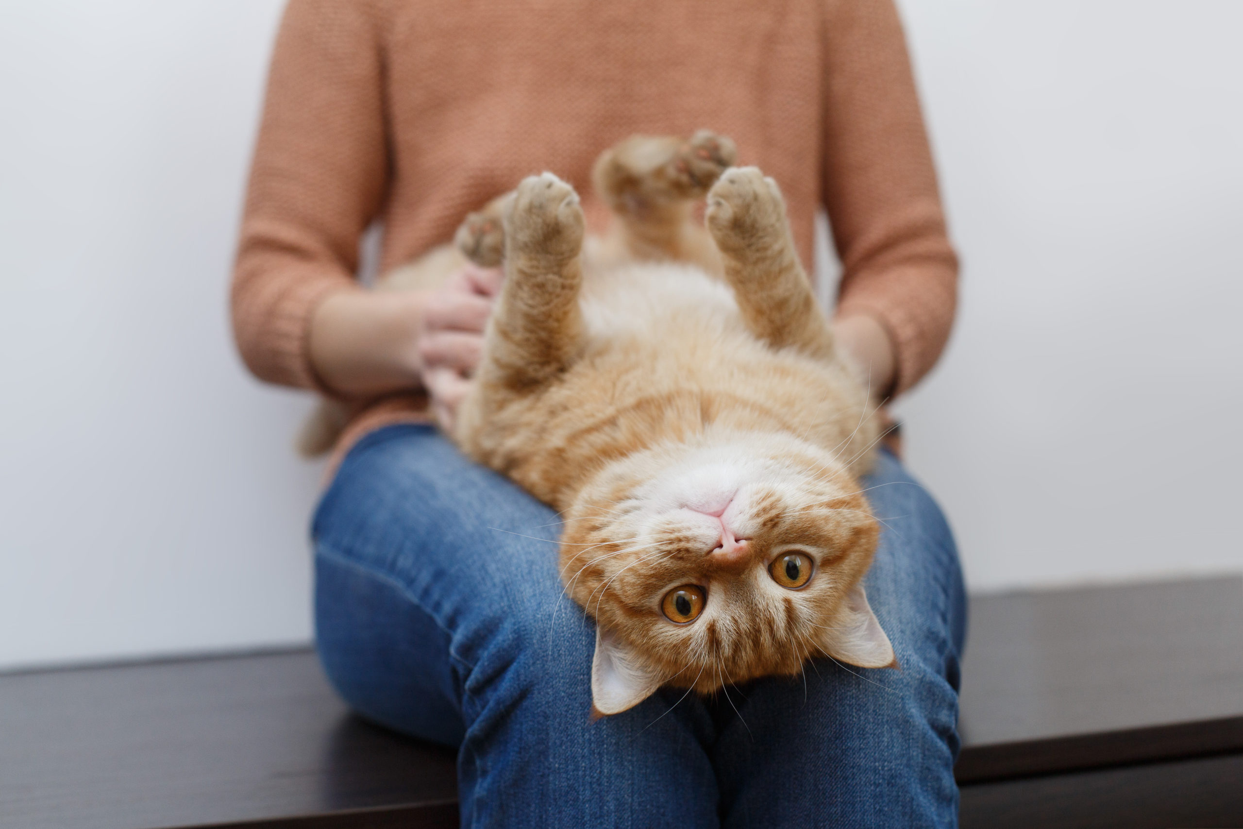 ネコを飼うにはしつけが必要か