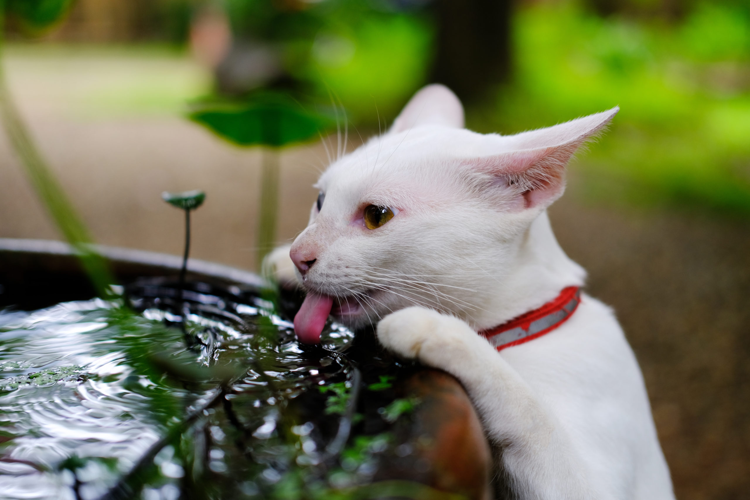ネコはナゼ用意した水を飲まないのか？【水を飲んでもらえる工夫】