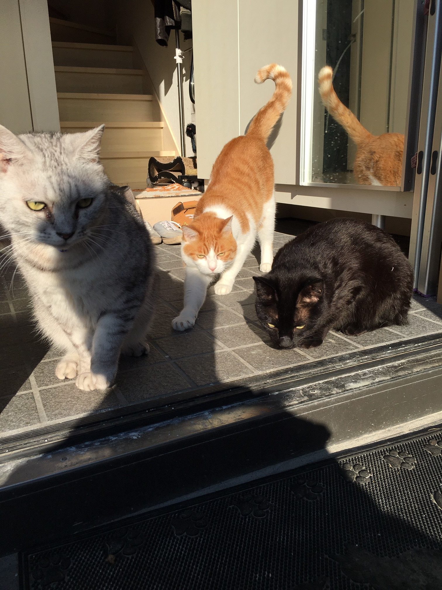 ネコが玄関で待っている３つの理由【実は意外な理由でした】