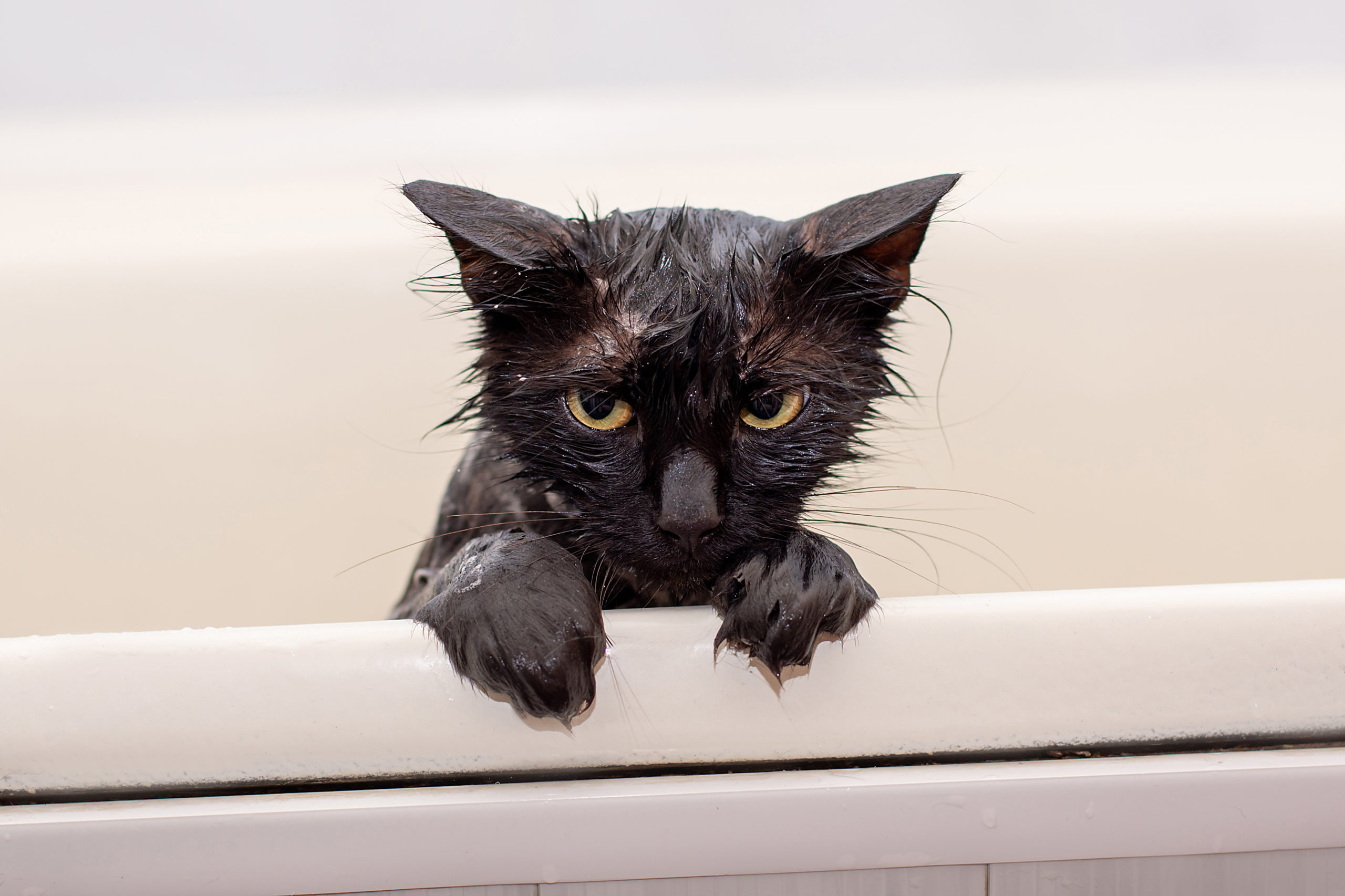 ネコにお風呂は必要なのか？【 教えて欲しいネコの気持ち 】：まとめ