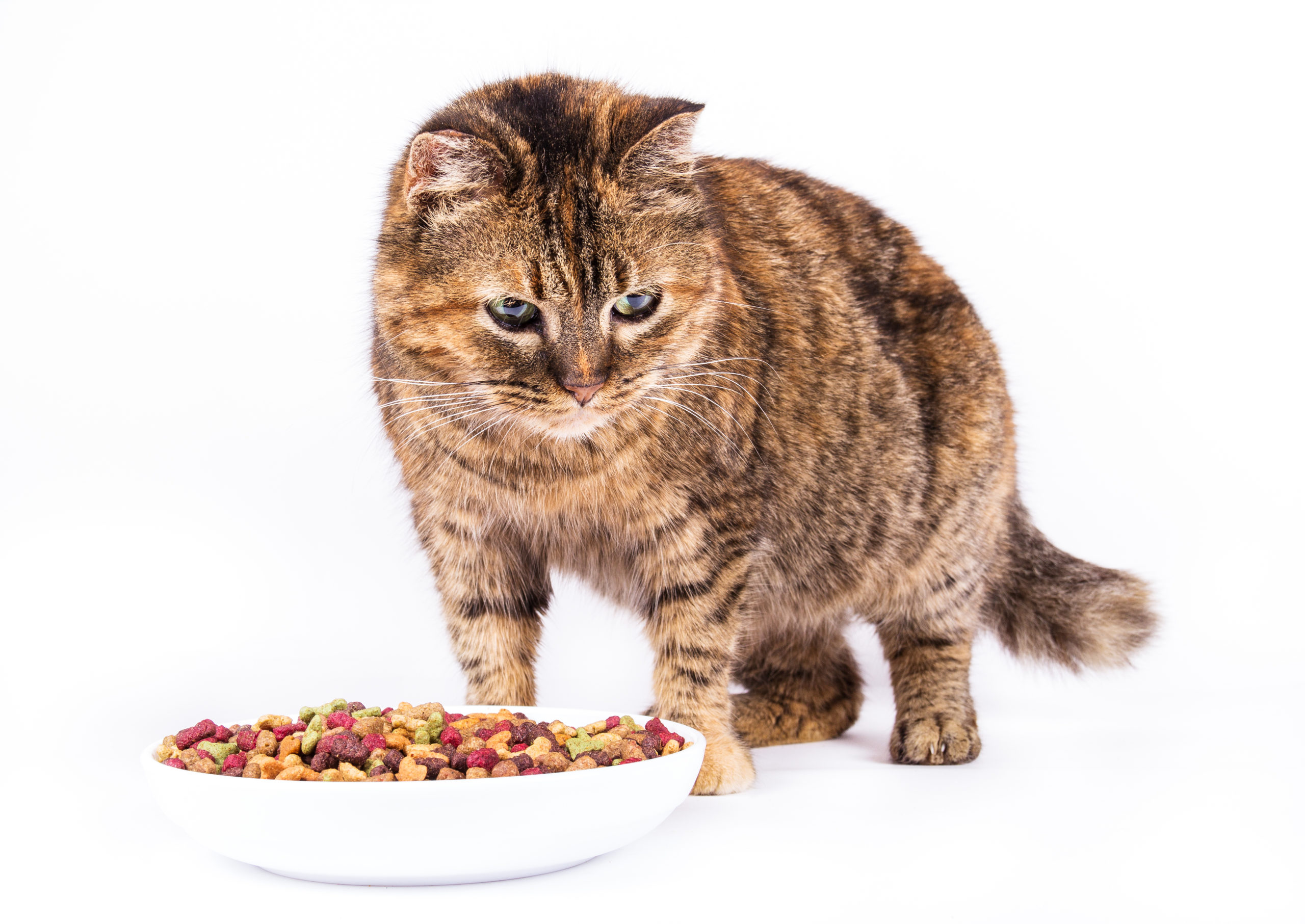 ネコがご飯を食べない４つの原因とは？【対策も併せて解説します】