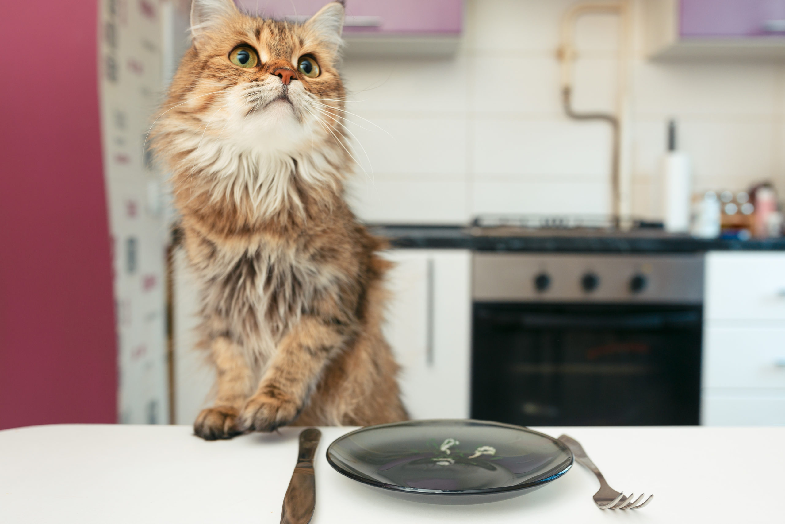 猫がご飯を食べないのはなぜ？