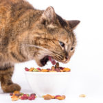 cat food recommand