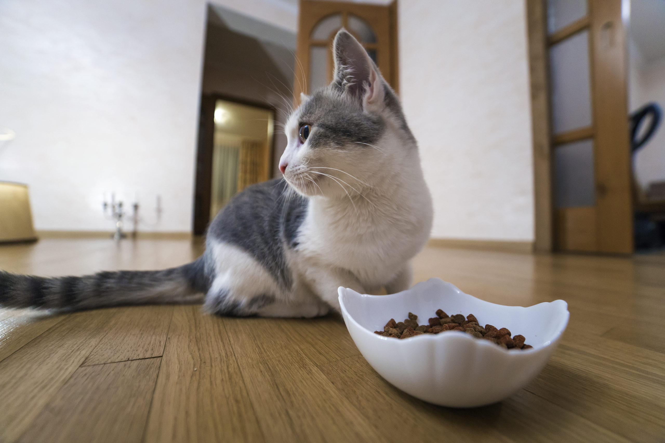 猫がご飯を食べない5つの理由