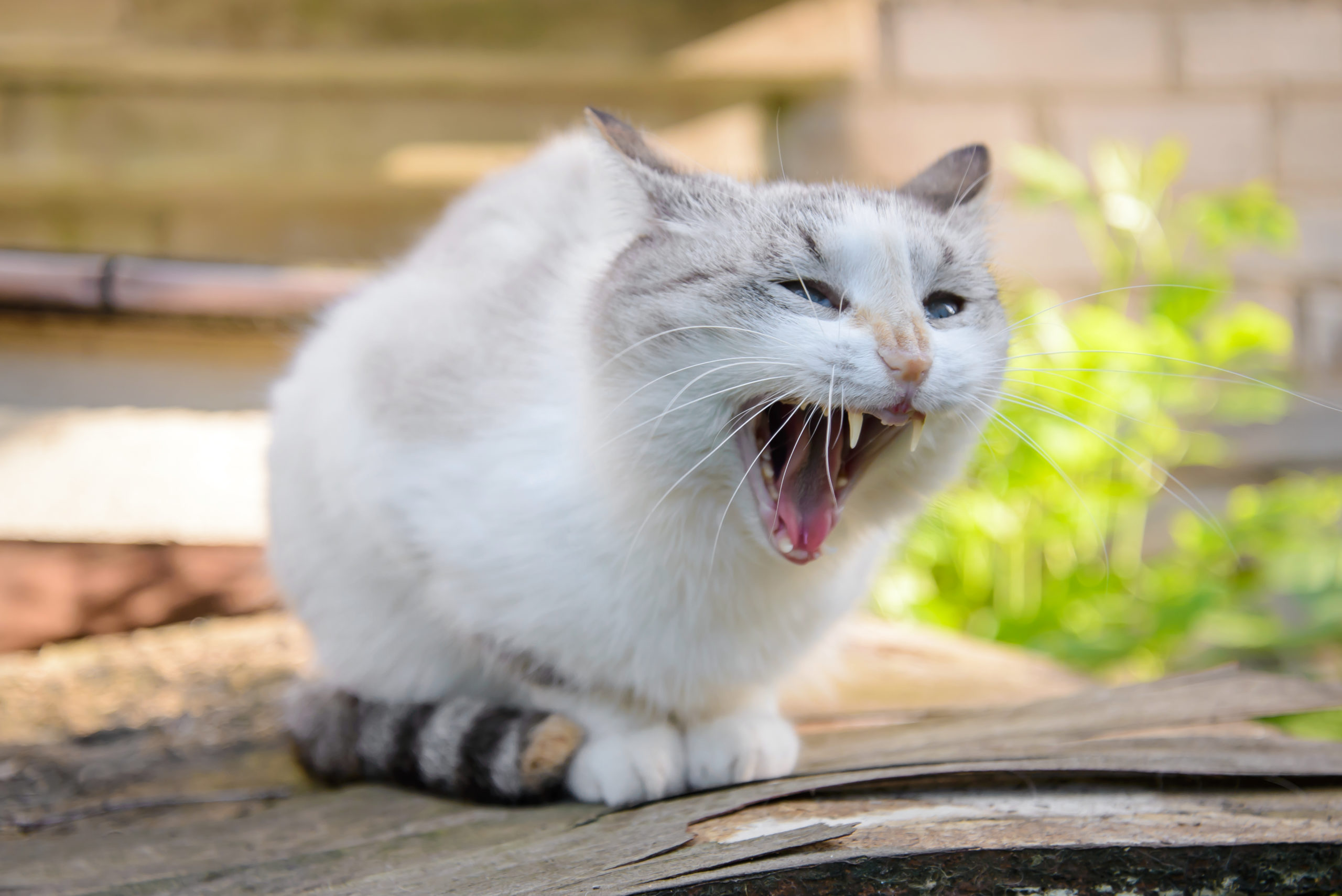 誰かに叫んでいるかのように大きくあくびをする猫