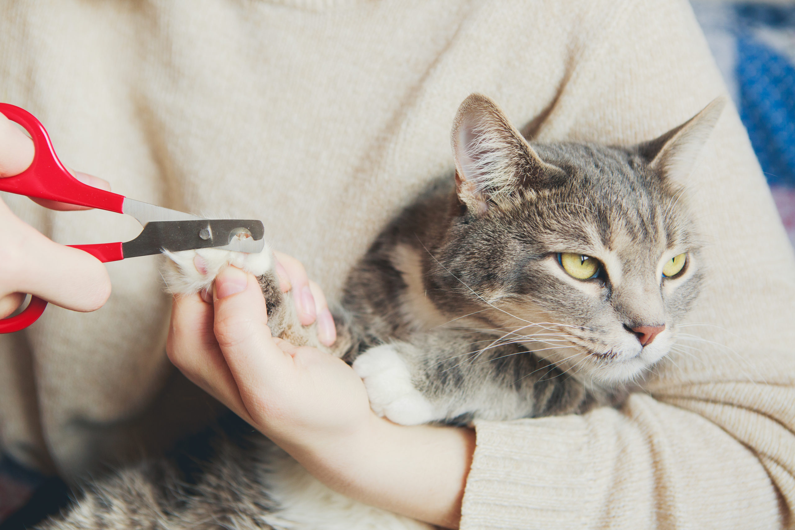 猫の爪切り動画集【猫の爪切りの仕方を動画で学びましょう】