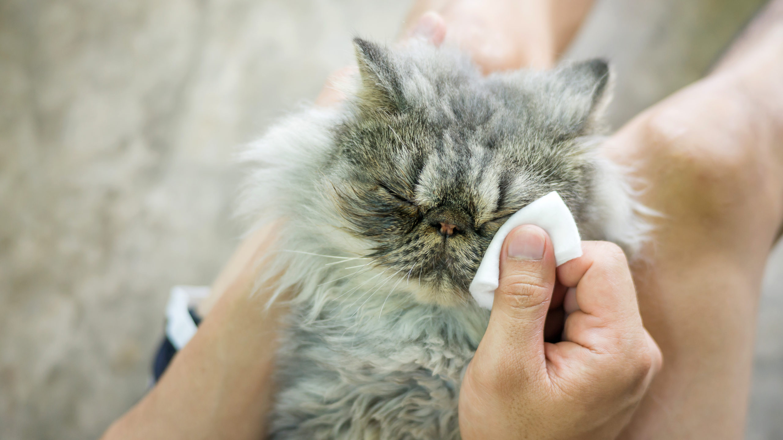 猫の涙と鼻水の原因は？【猫の涙や鼻水、くしゃみの原因と対策】：まとめ