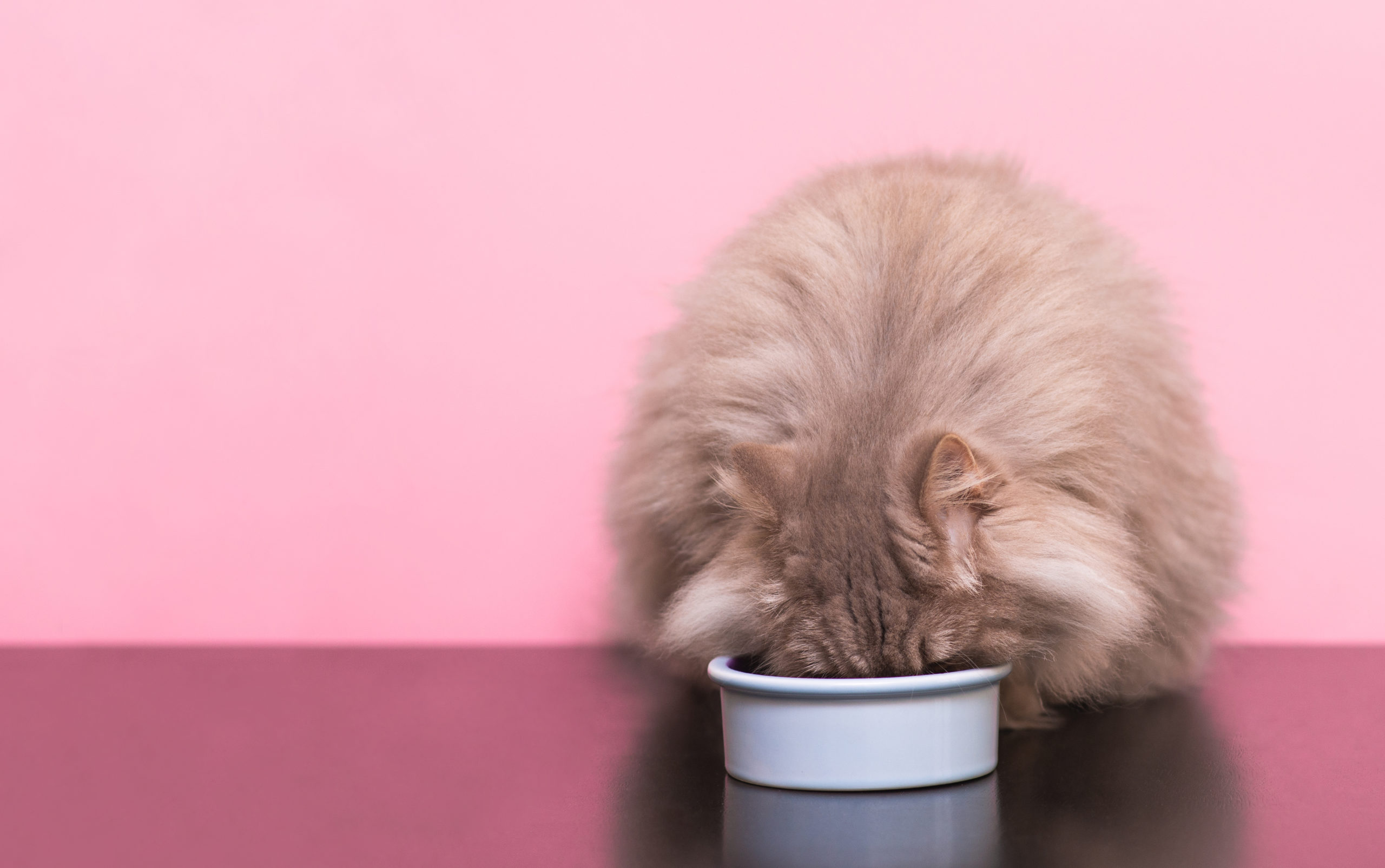 猫がご飯を食べない時の工夫とは？