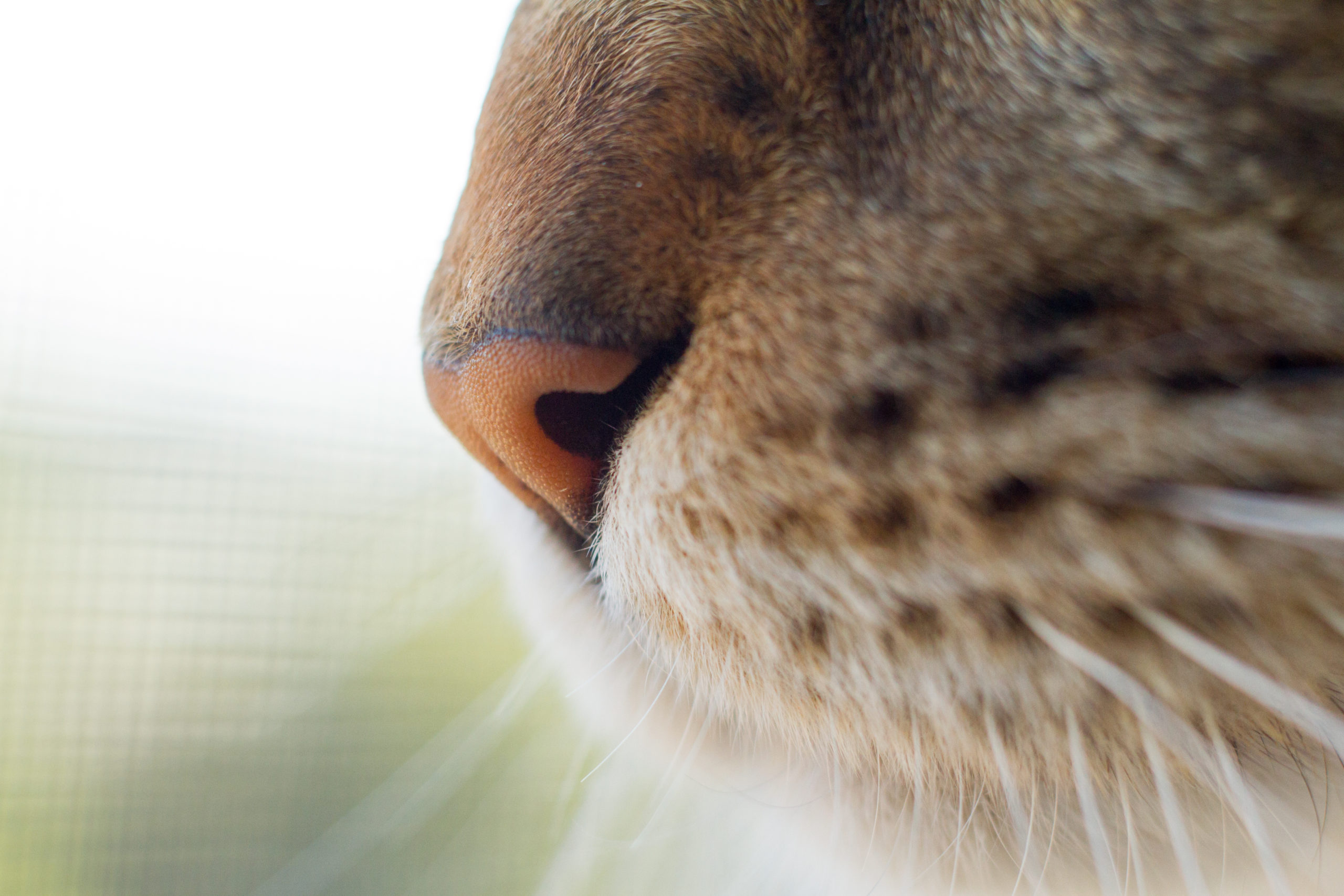 猫の鼻水の色に注目する