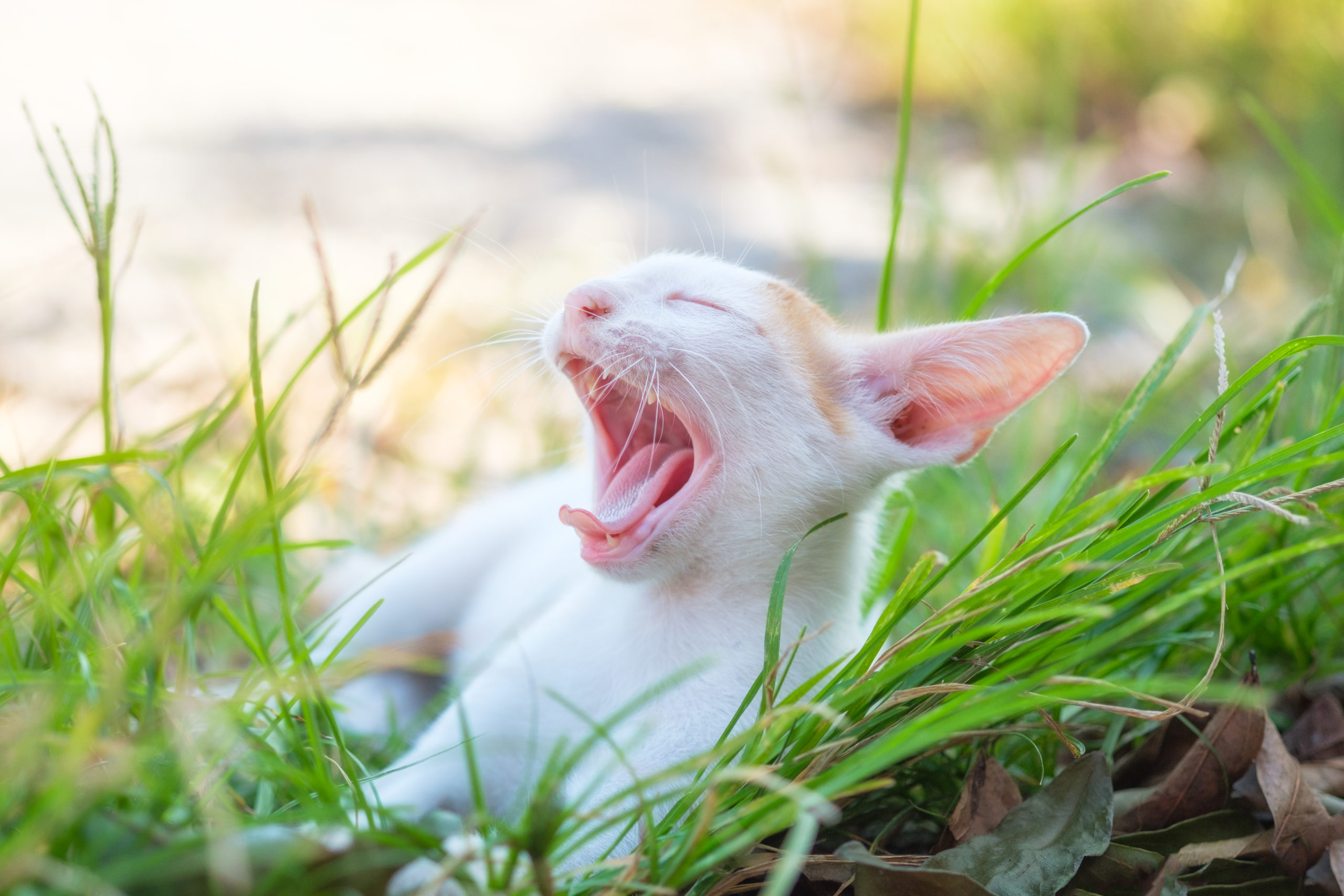 白い子猫が芝生の上であくびをしている