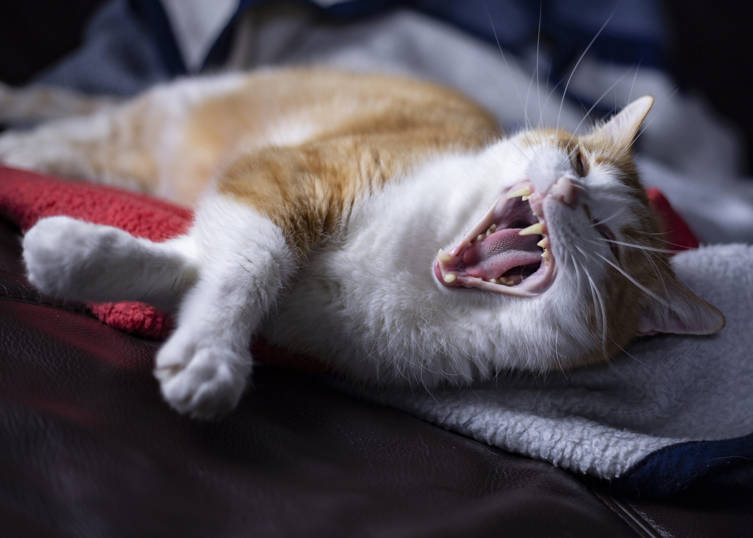 口を開けて牙を見せてあくびをする猫