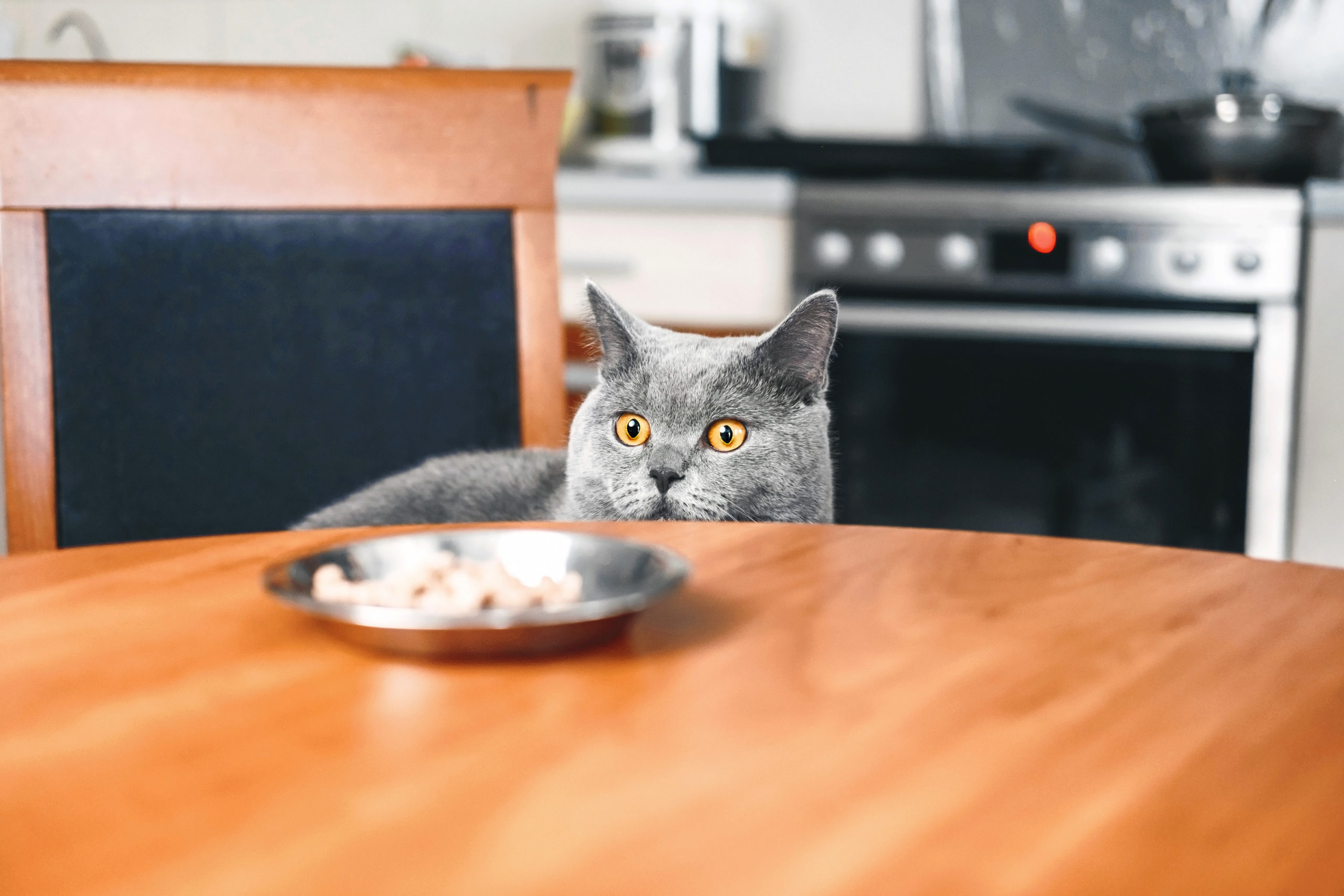 猫のご飯は何が良いの？【気になるご飯の選び方や回数】