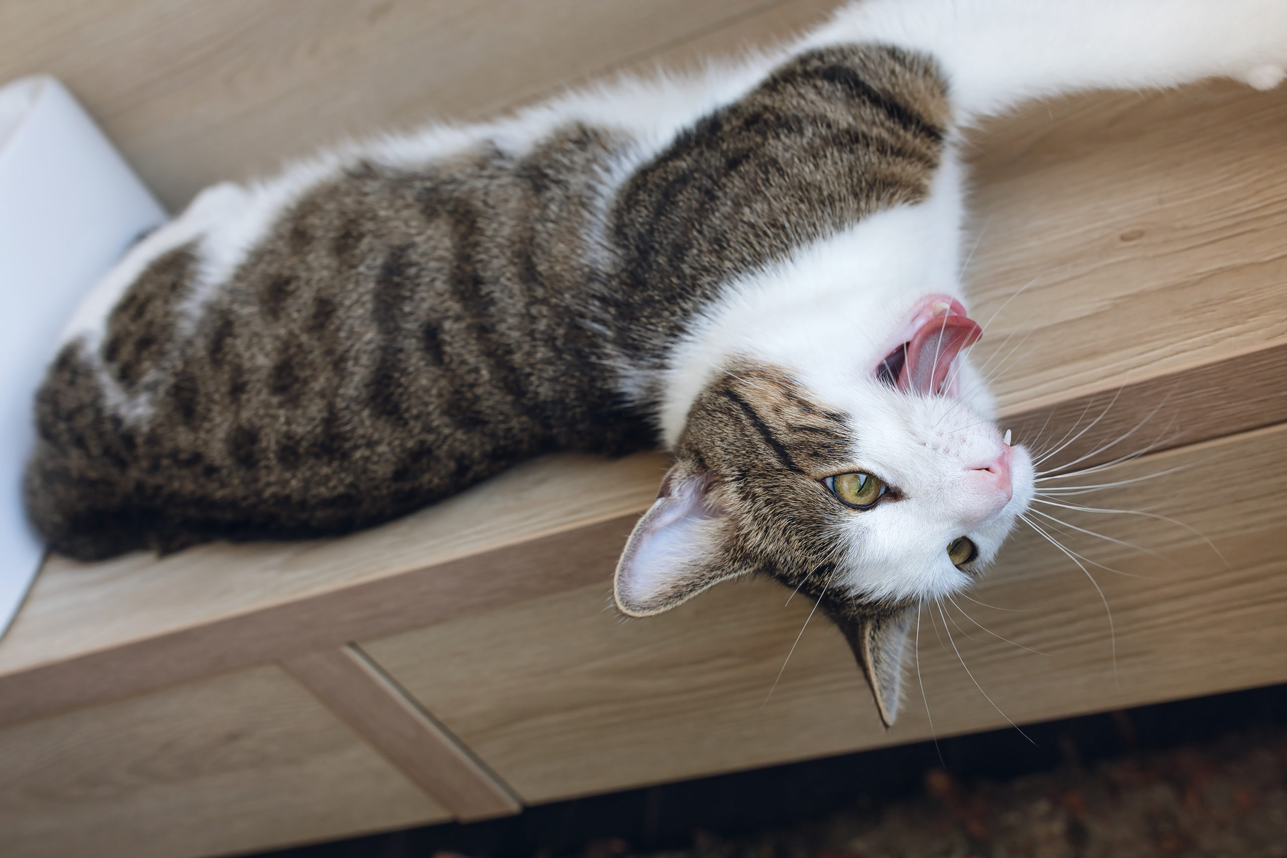 猫があくびをしている時に声が出る時の5つの心理：まとめ