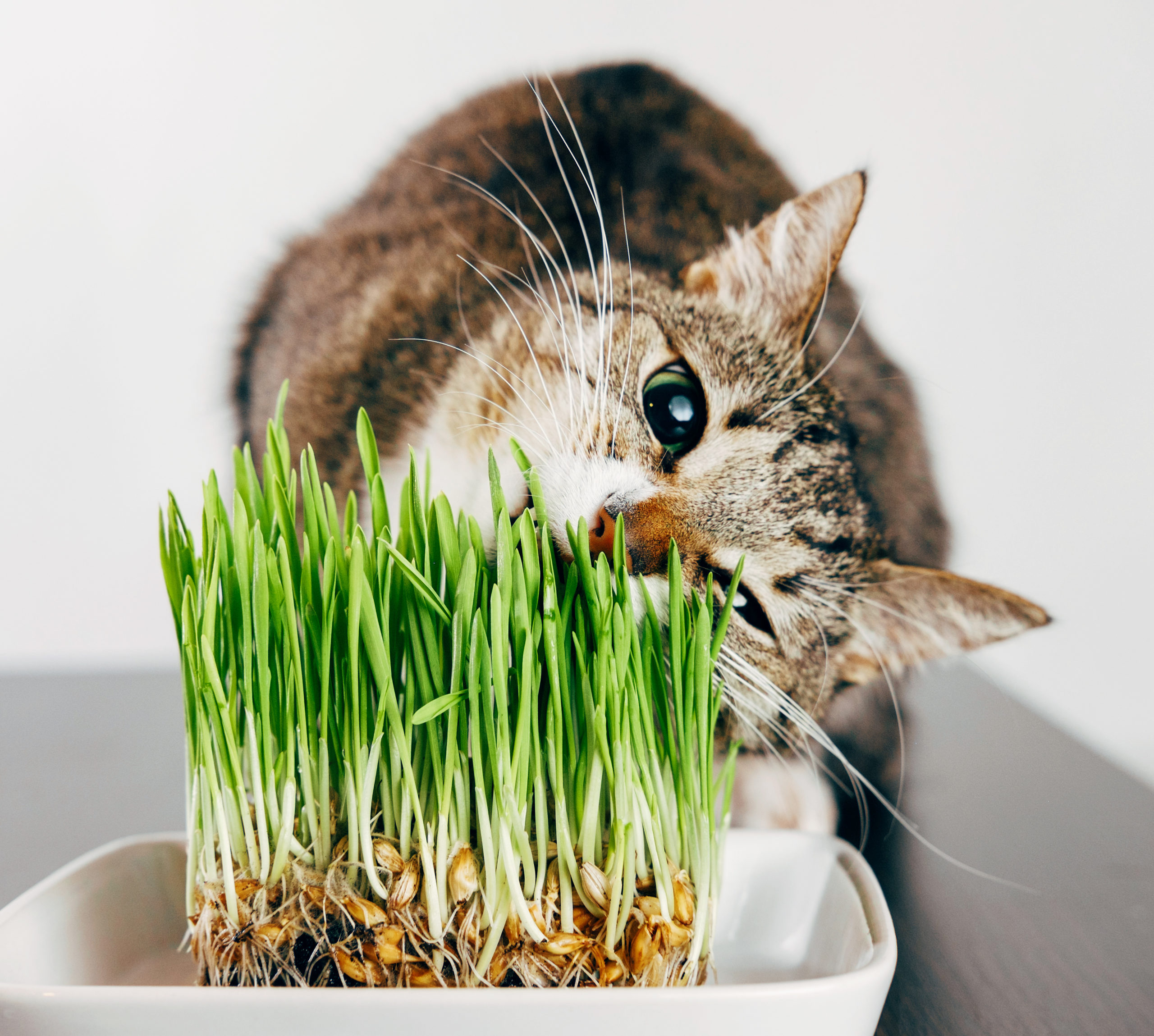 猫が猫草を食べるとどんな効果があるの？【猫草の効果と必要性】