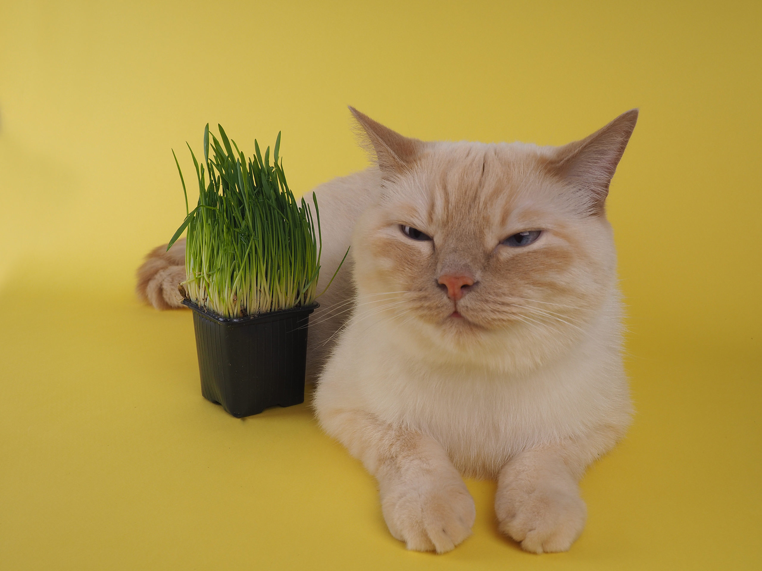 猫が猫草を食べるとどんな効果があるの？