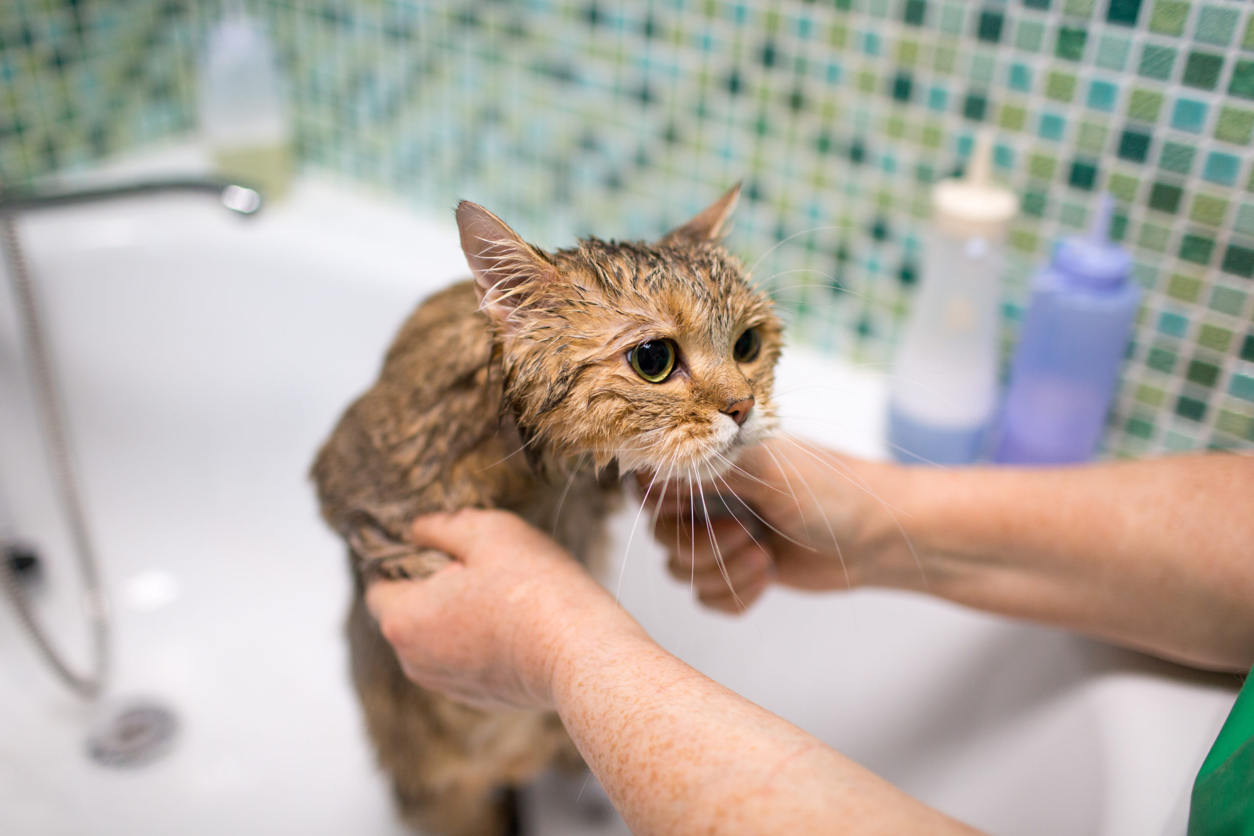 猫をお風呂に入れる適正な温度とは？